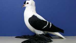 Holubi mnichy - starobylé plemeno s unikátní barvou a houpačkou